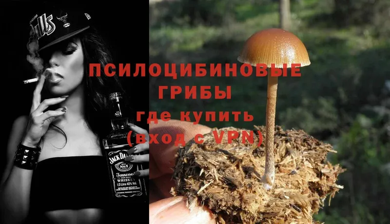 купить наркоту  Кола  Галлюциногенные грибы Psilocybine cubensis 